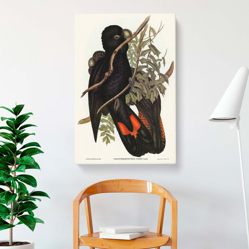 Western Black Cockatoos by Elizabeth Gould - Wrapped Canvas, 50cm H x 35cm W x 3cm D