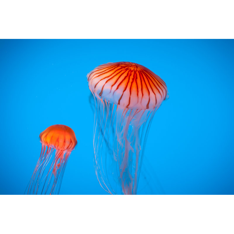 Deux méduse orange rayée par Ryasick, H 32 po x l 48 po