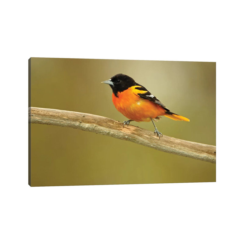Rondeau Provincial Park. Baltimore Oriole On Branch. by Jaynes Gallery - Wrapped Canvas Gallery-Wrapped Canvas Giclée