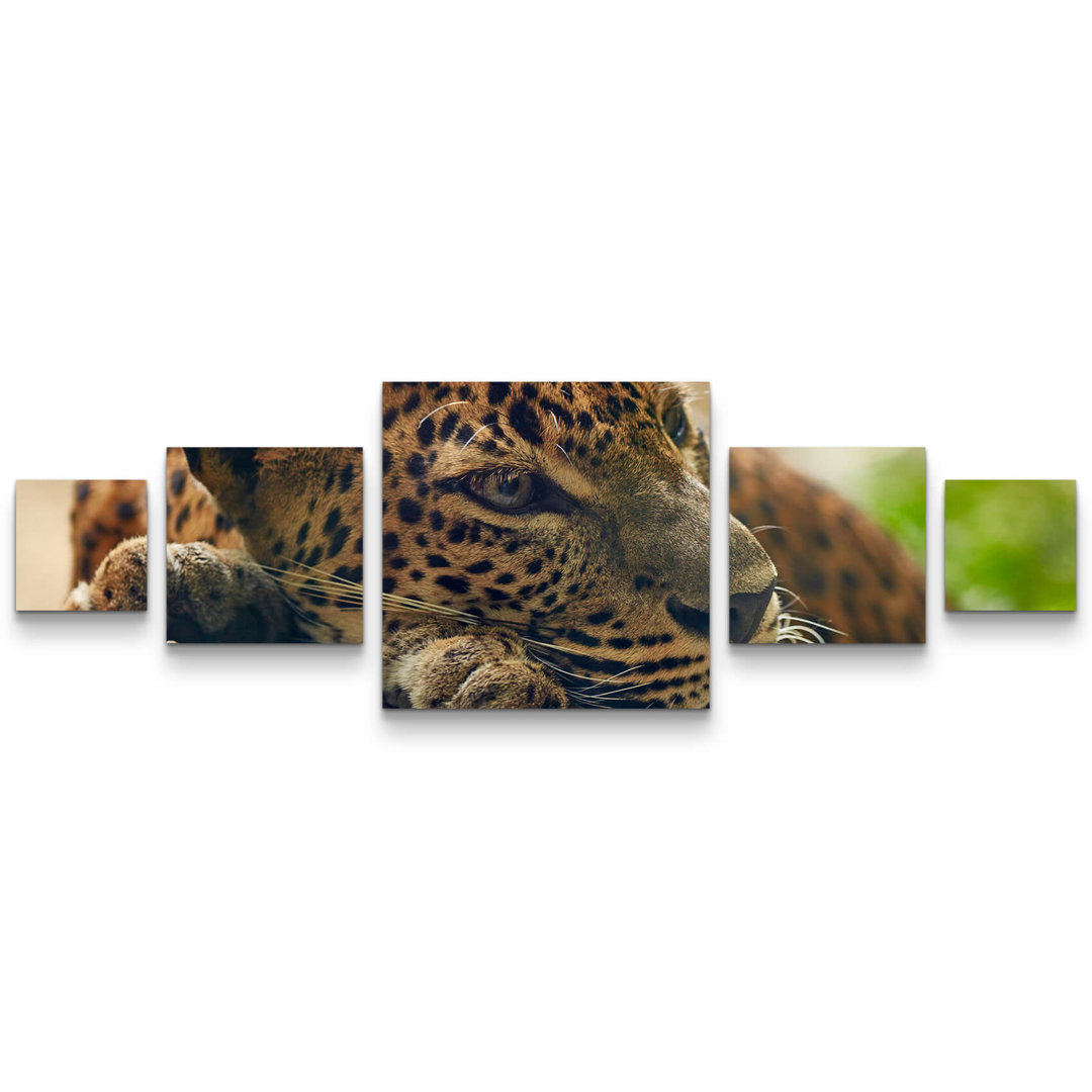 5-tlg. Leinwandbilder-Set Liegender Leopard