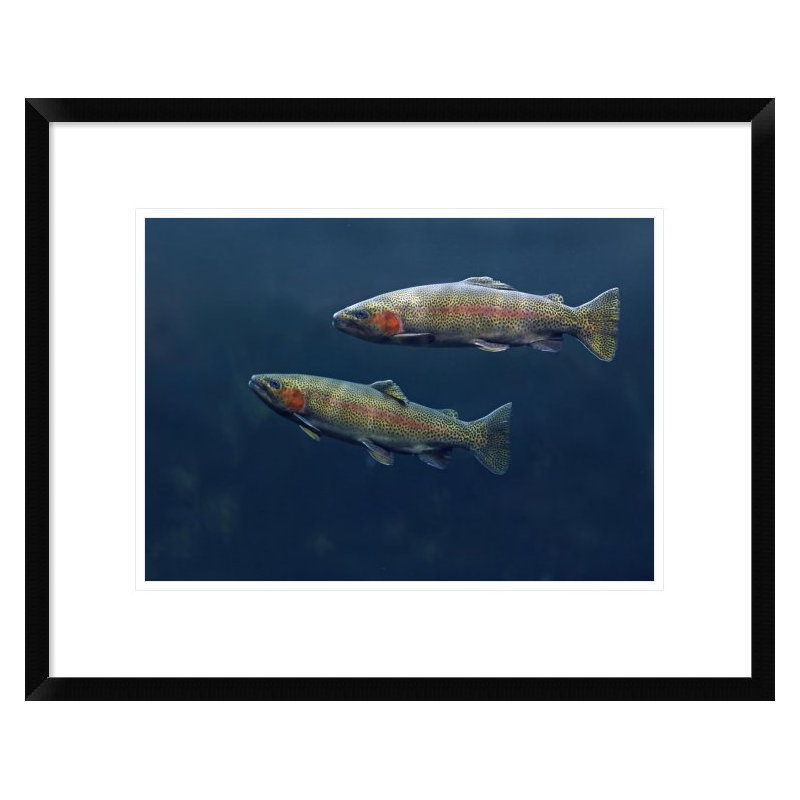 " Rainbow Trout Pair Swimming Underwater ", 11" H x 16" W x 1.5" D