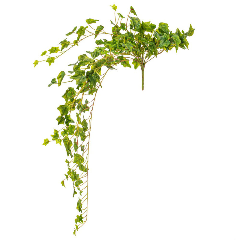 Ivy Bush