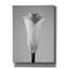 «Calla No. 1» par PhotoINC Studio-1726712591