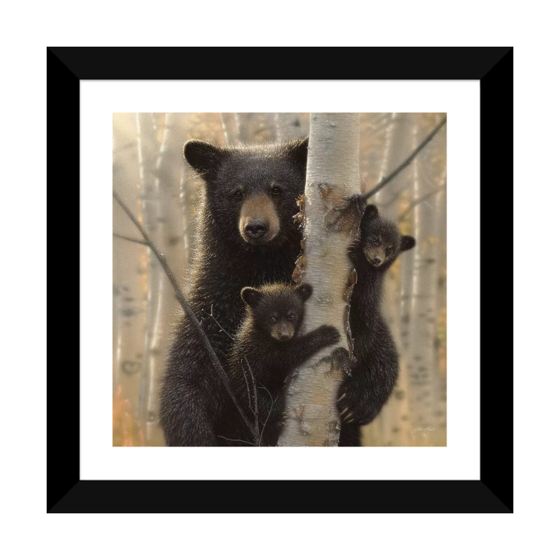«Mama Black Bear» par Collin Bogle Print, H 24 po x l 24 po x P 1 po, Papier encadré noir