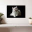 Chat persan blanc-107524872