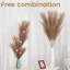 Arrangement de pampas-824461022