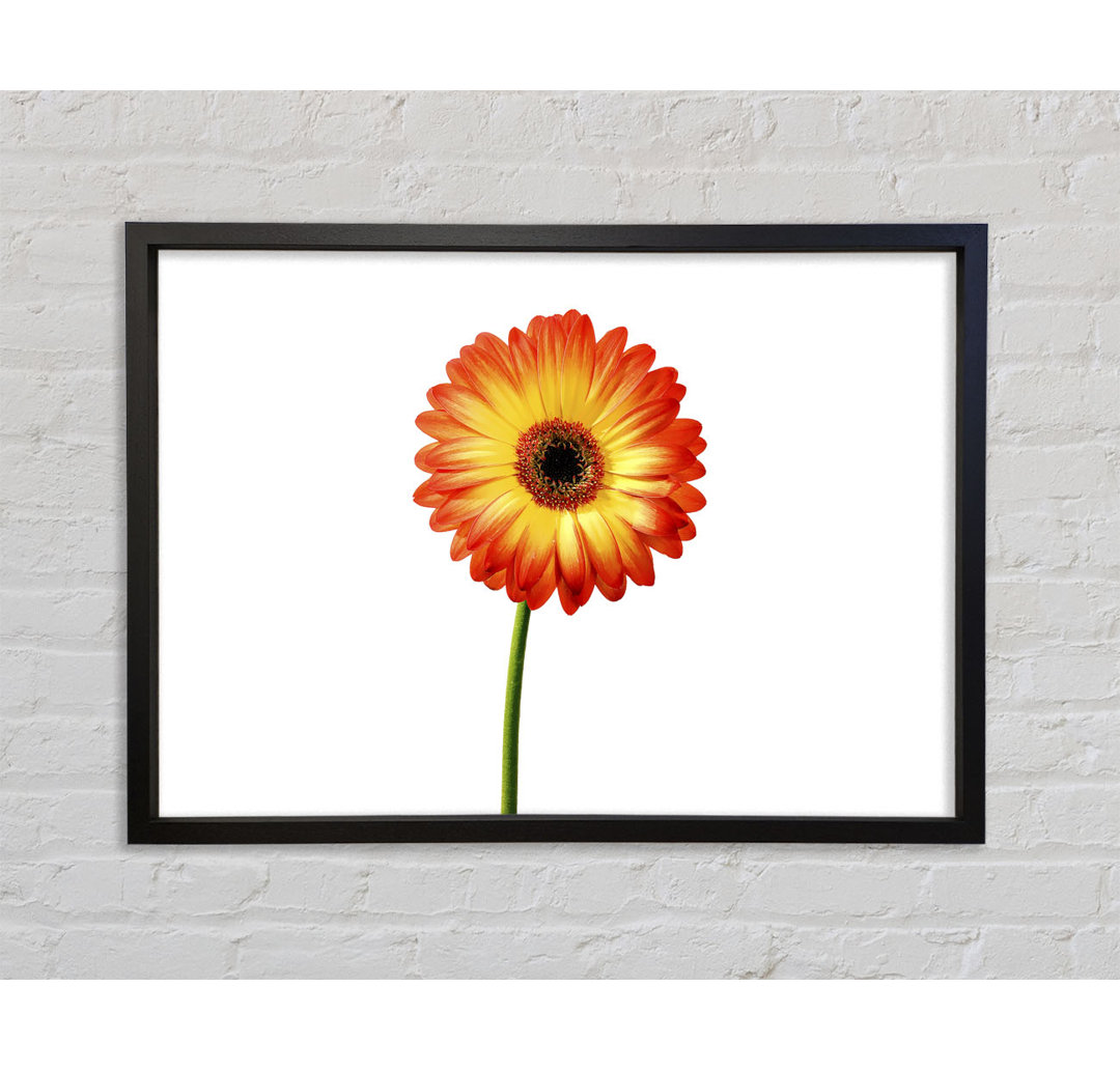 Orange Gerbera auf Weiß - Einzelner Bilderrahmen Kunstdrucke auf Leinwand