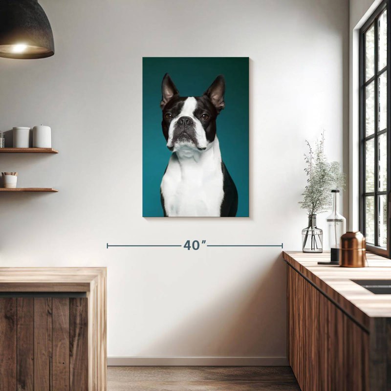 Boston Terrier Portrait, H 36 po x l 24 po