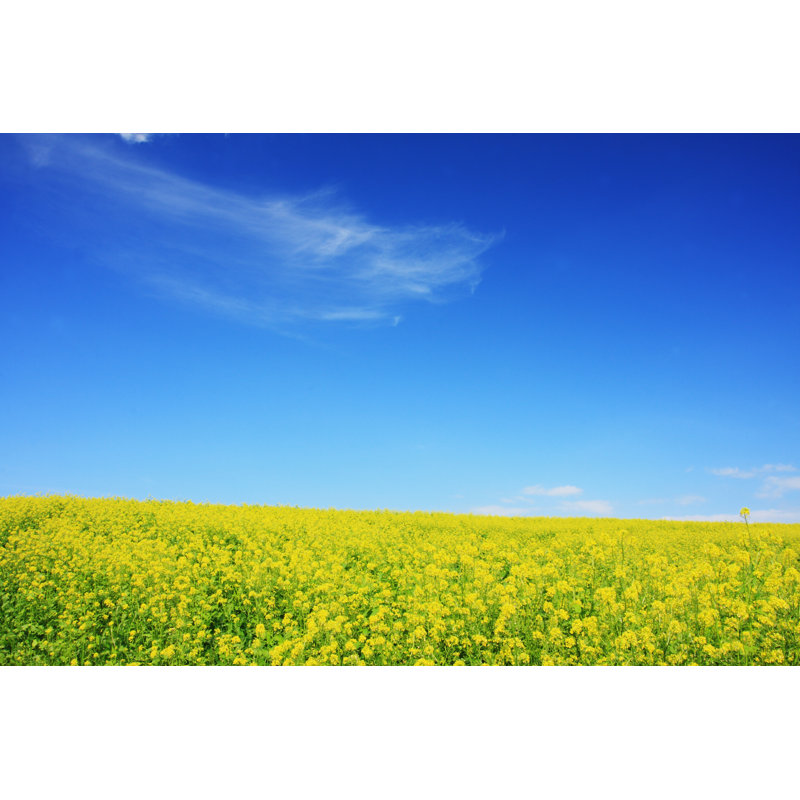 Yellow Mustard Field by Ticktakuticktaku - Wrapped Canvas Print, 30cm H x 46cm W