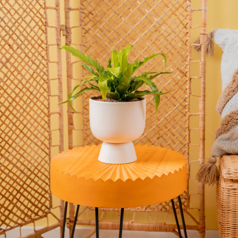 Bird''s Nest Fern in Ceramic Planter