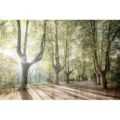 " Sunlight Streams " by Allen Kimberly
