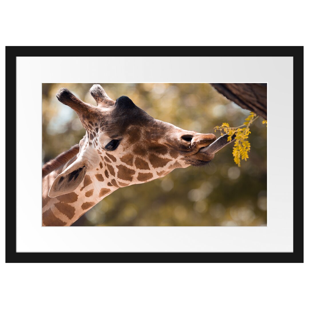 Gerahmtes Poster Giraffe Gesicht