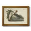 Audubons Reddish Egret - peinture sur toile encadrée-1221271680