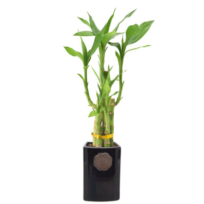 Arcadia Garden Products Live Bamboo Plant in Ceramic Pot