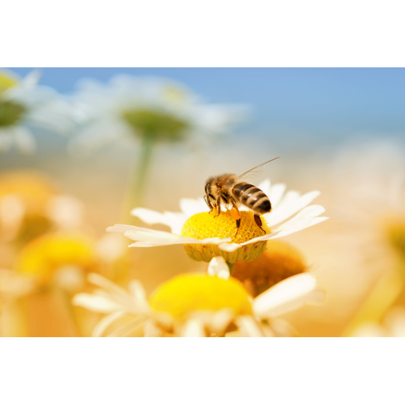 Honey Bee by Martin-dm - Wrapped Canvas Print, 30cm H x 46cm W