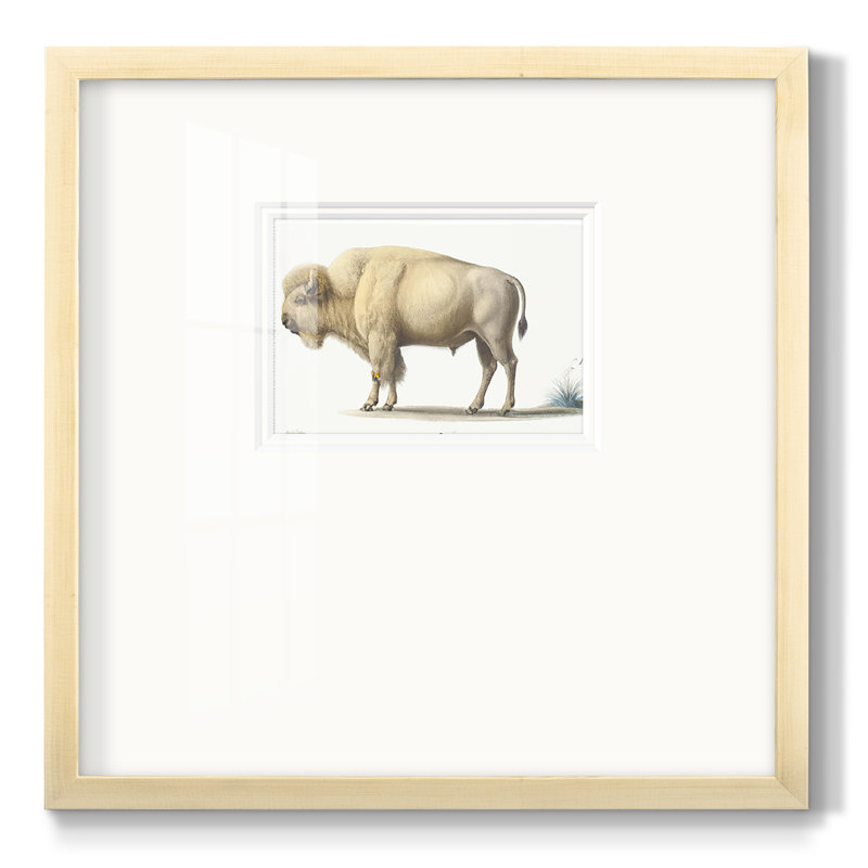 Nevitt White Buffalo, reproduction d'art encadrée sur papier, H 21 po x l 21 po x P 1,25 po, Encadrement beige
