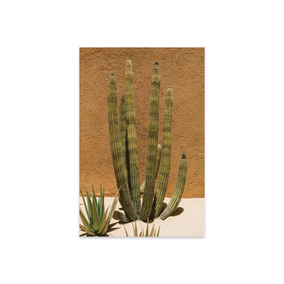 Cabo cactus II, impression sur verre acrylique