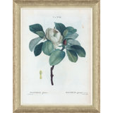 Magnolias Giclee Print by Paul Cezanne