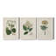 Antique Turpin Botanical IV - Ensemble de 3 reproductions d'art sur toile-2038202528-2038202539