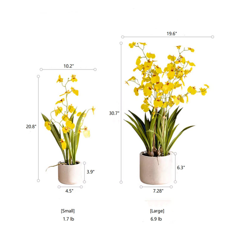 Orchidée en pot, H 30,7 po x l 7,28 po x P 19,6 po