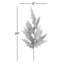 Longues jets de pin
