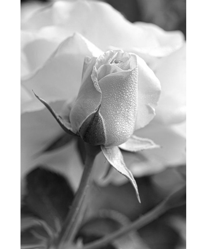 ArtDirect Schell, Jennie Marie Gallery Wrapped Canvas Art Titled: Rose Bud Flower Black and White