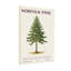 Plantes et fleurs, impression botanique de pin de Norfolk-1917481778