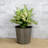 2-Pack Self-Watering Wicker Decor Planter