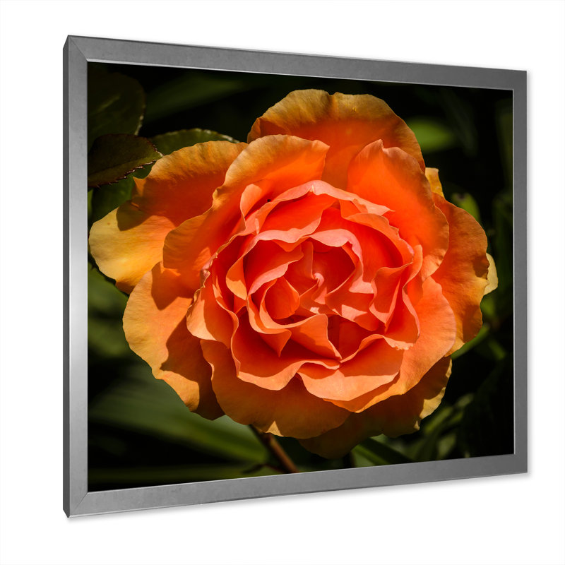 Gros plan sur une rose jaune-orange - sur, H 16 po x l 16 po x P 1 po, Impression argent sur toile encadrée