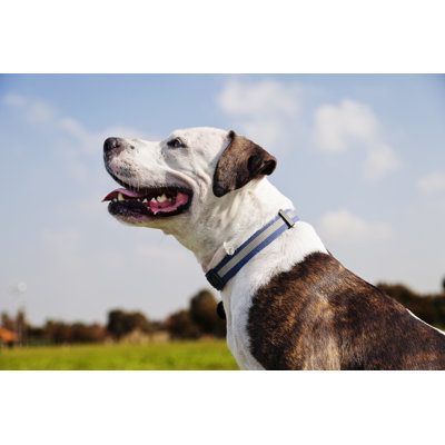 «Happy Pitbull» par Eldadcarin - photographie sur toile tendue
