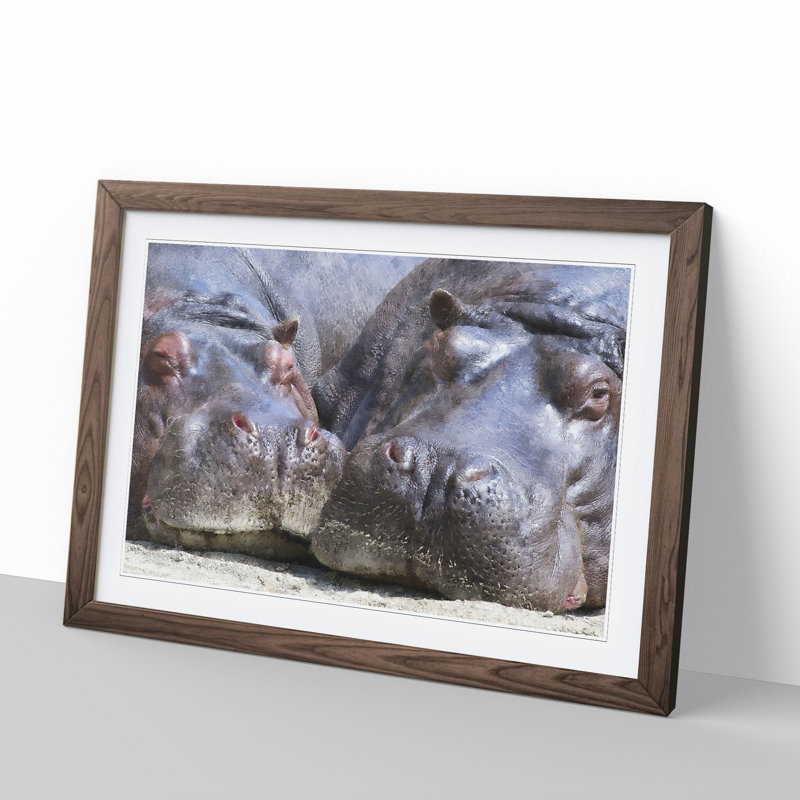 Two Hippos - Framed Print, Walnut Framed, 36cm H x 48cm W x 2cm D