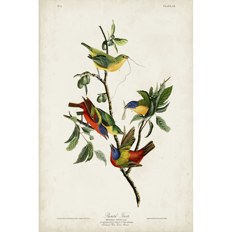 Pl 53 Finch by John Audubon - Wrapped Canvas Painting, 76cm H x 51cm W
