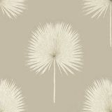 Fan Palm Wallpaper