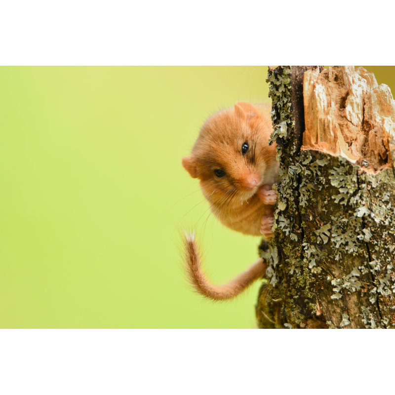 Hazel Dormouse - Photographie sur toile tendue, H 20 po x l 30 po