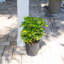 Schefflera Capella in Nursery Pot