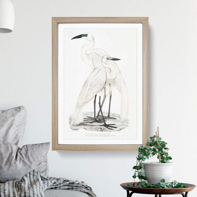 Illustration of White Herons by John Edward Gray - Picture Frame Painting Print, Oak Framed, 36cm H x 27cm W x 2cm D