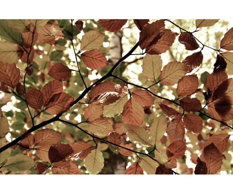 Wrapped Canvas Print, 50.8 cm H x 76.2 cm W