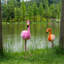 Flamant rose