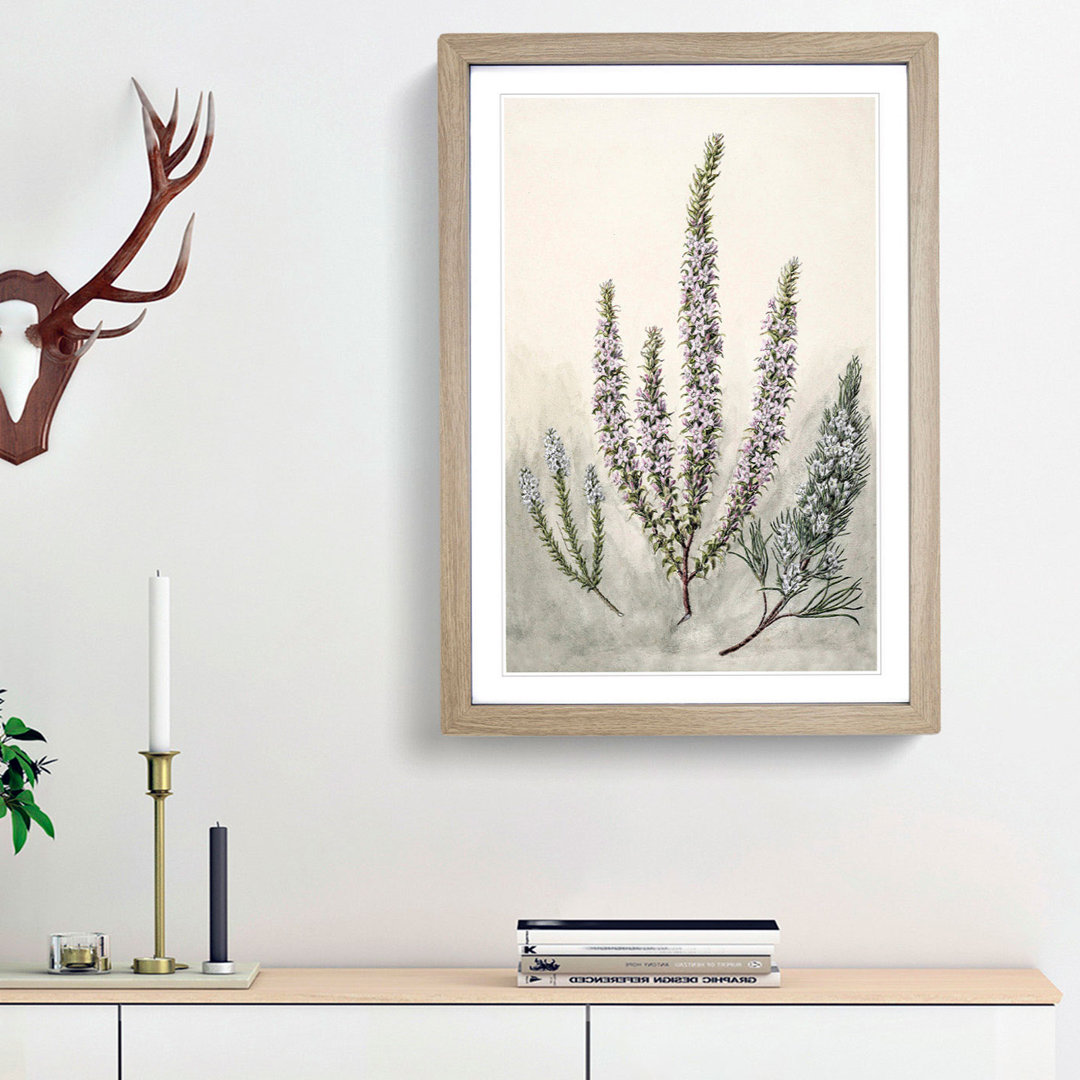 Epacris Flowers by Sarah Featon - Framed Print