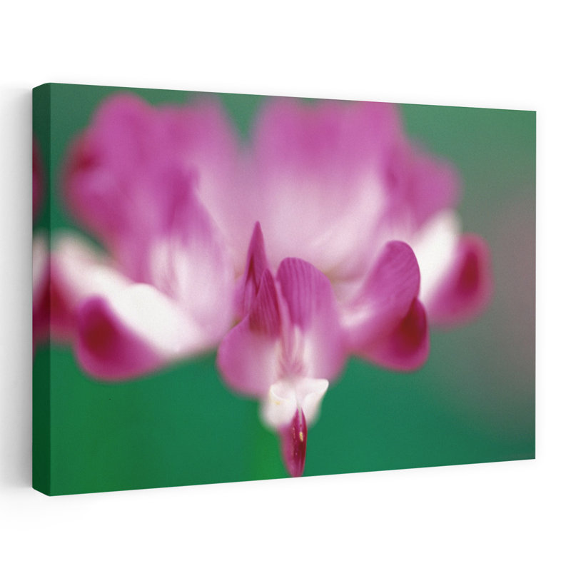 Close-up Photograph Of Pink Flower by Collezione Panoramica - Wrapped Canvas Print, 40" H x 60" W