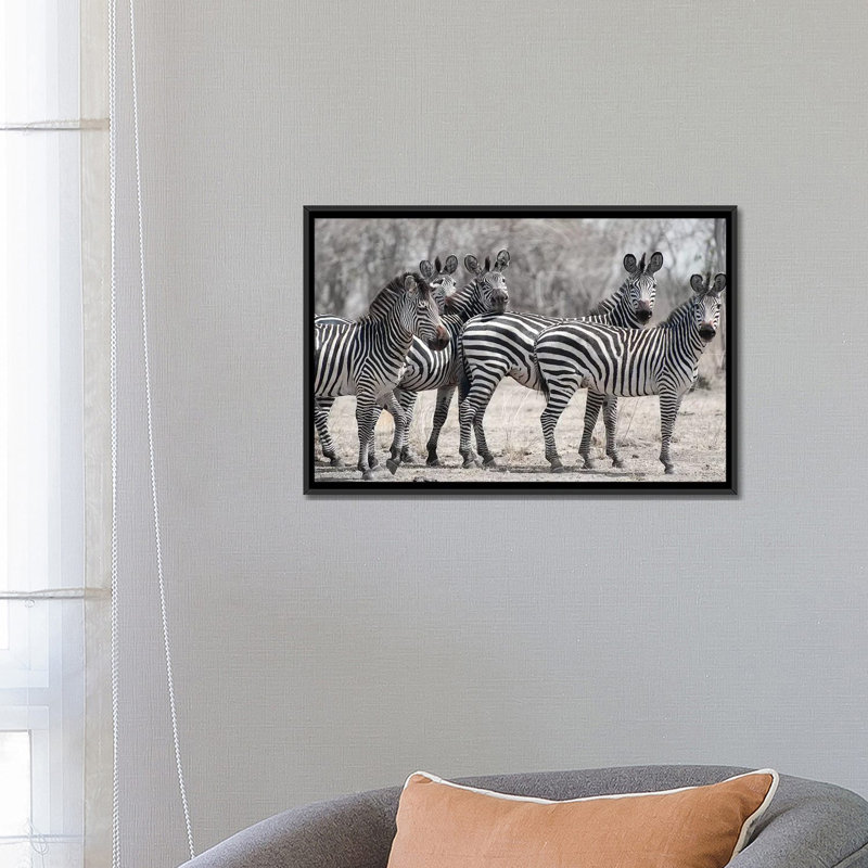 «Curious Zebras», reproduction de photo sur toile, H 18 po x l 26 po x P 1,5 po, Toile avec cadre noir, Blanc