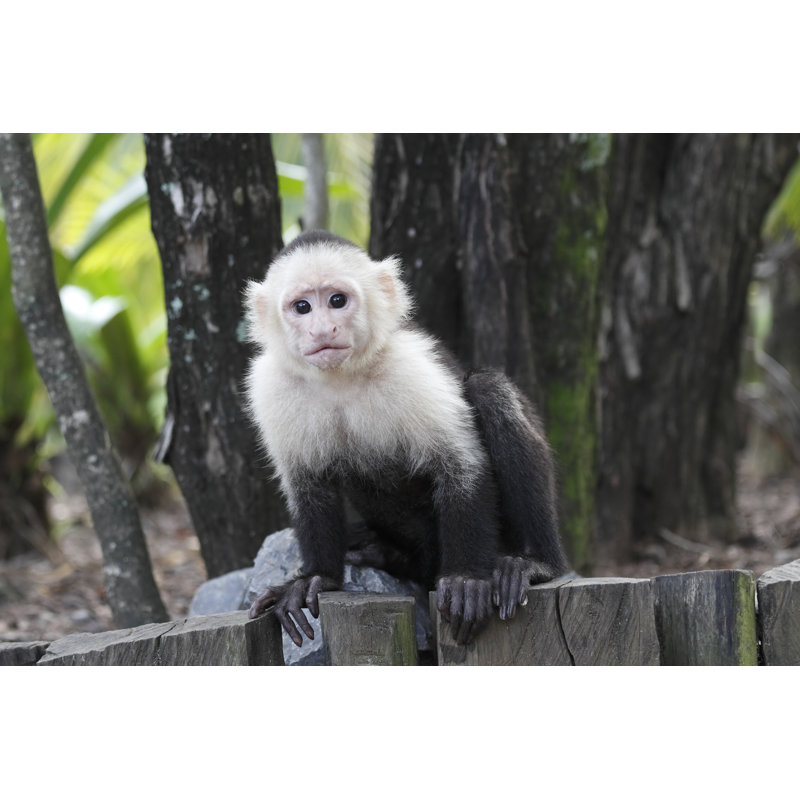 Freund White Headed Capuchin Monkey - Wrapped Canvas Print, 51cm H x 76cm W x 3.8cm D
