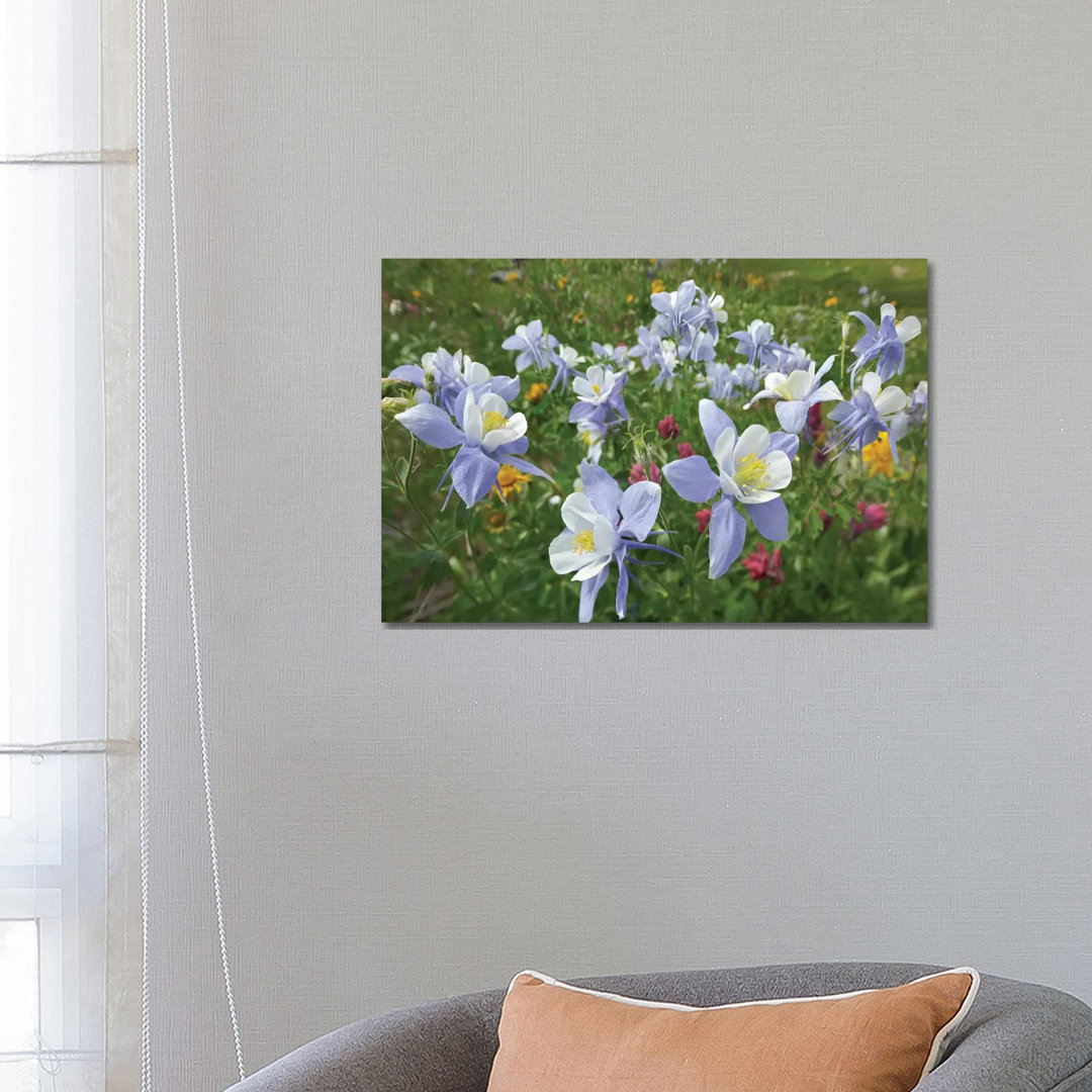 Colorado Blue Columbine Flowers, American Basin, Colorado II by Tim Fitzharris - Wrapped Canvas Print