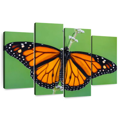 Brampt Pretty Monarch Butterfly