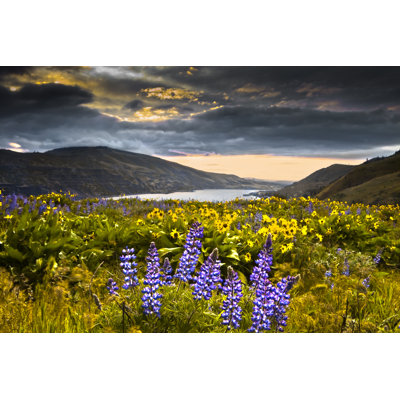 Lupine Wildflowers in The Columbia Gorge by Debibishop