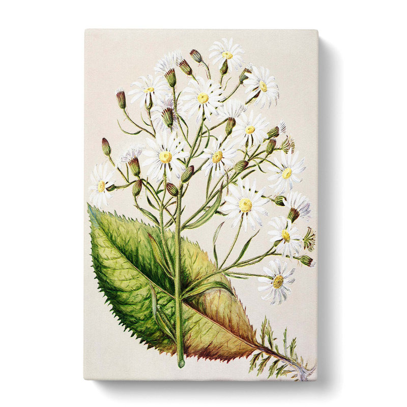 Senecio Hectori Flowers by Sarah Featon - Wrapped Canvas Painting, 50cm H x 35cm W x 3cm D