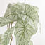 Caladium Spiller Stem
