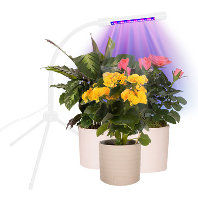 Indoor Plant Grow Kit – Includes Grooming Tools, 4 Self-Watering Spikes & Adjustable LED Grow Light with Timer