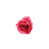 Rose millennial est en rupture de stock
