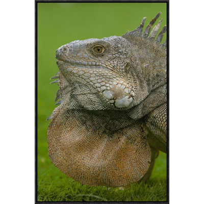 " Green Iguana Flaring Dewlap "